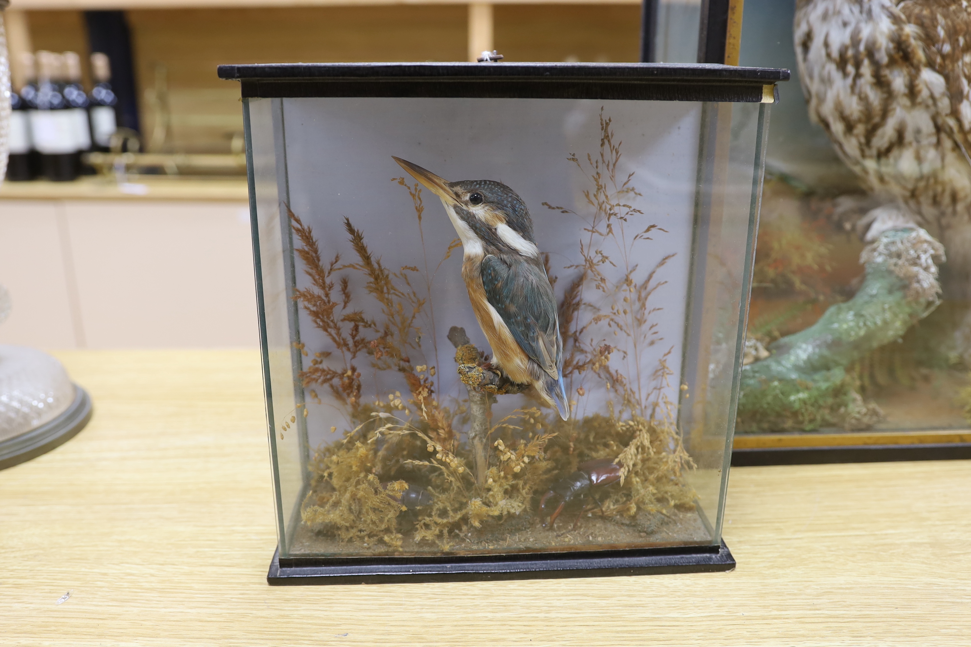 Three taxidermy displays comprising Tawny and Snowy owls and a Kingfisher, largest 46cm high